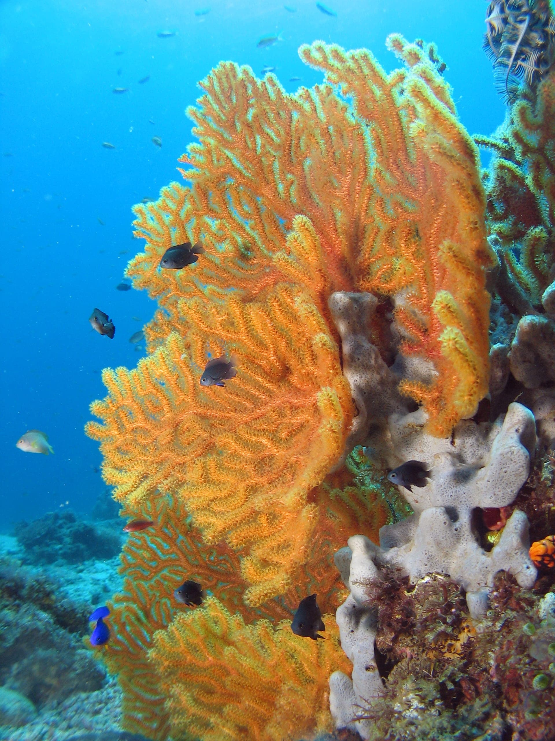 Yellow gorgonian fan