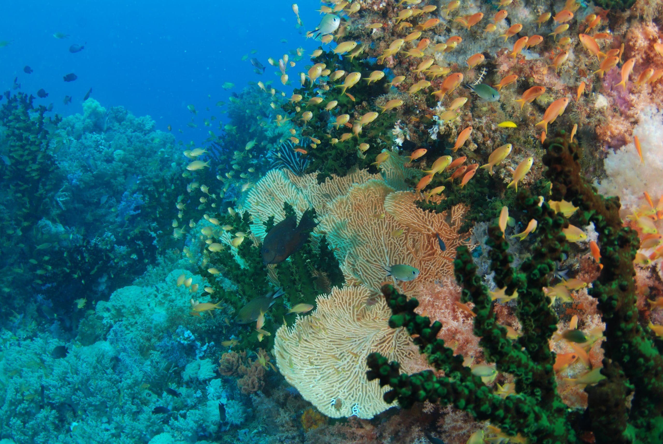 Reef life in Sogod Bay