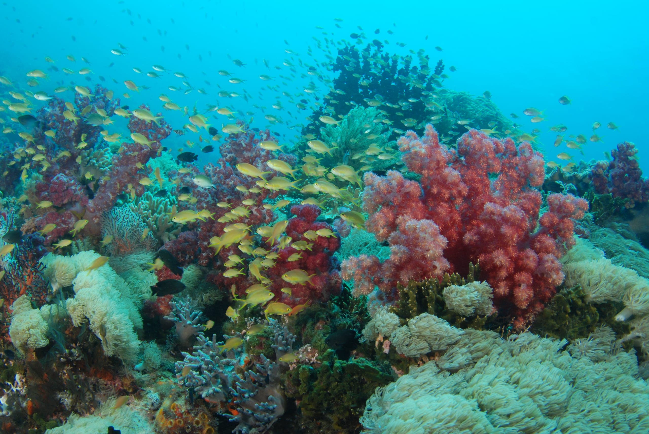 A diver gliding over a coral wall in Sogod Bay