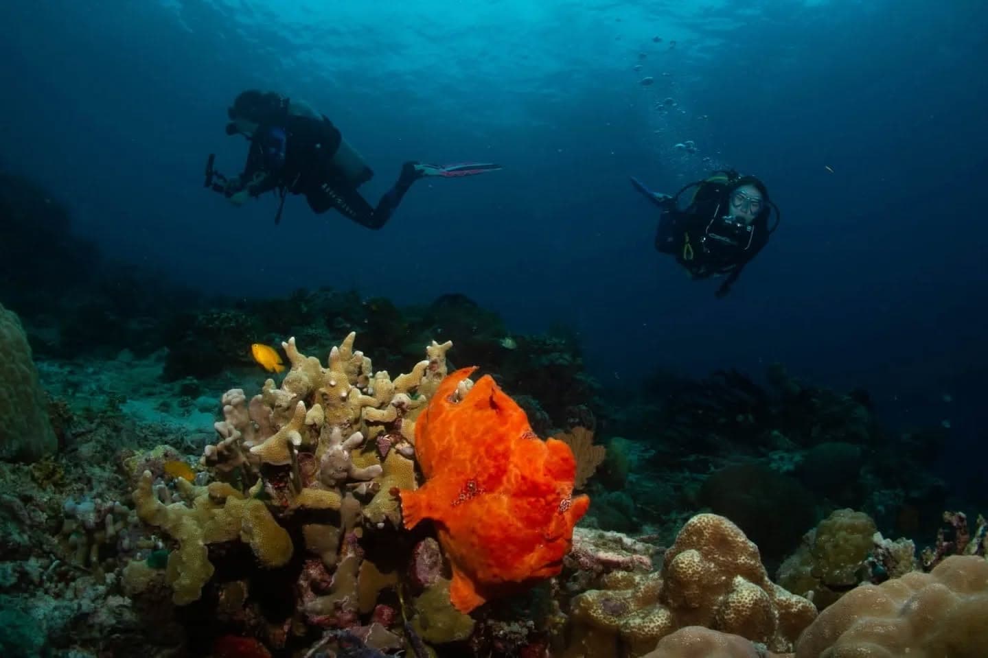 Two divers exploring the reef beside a bright orange frogfish