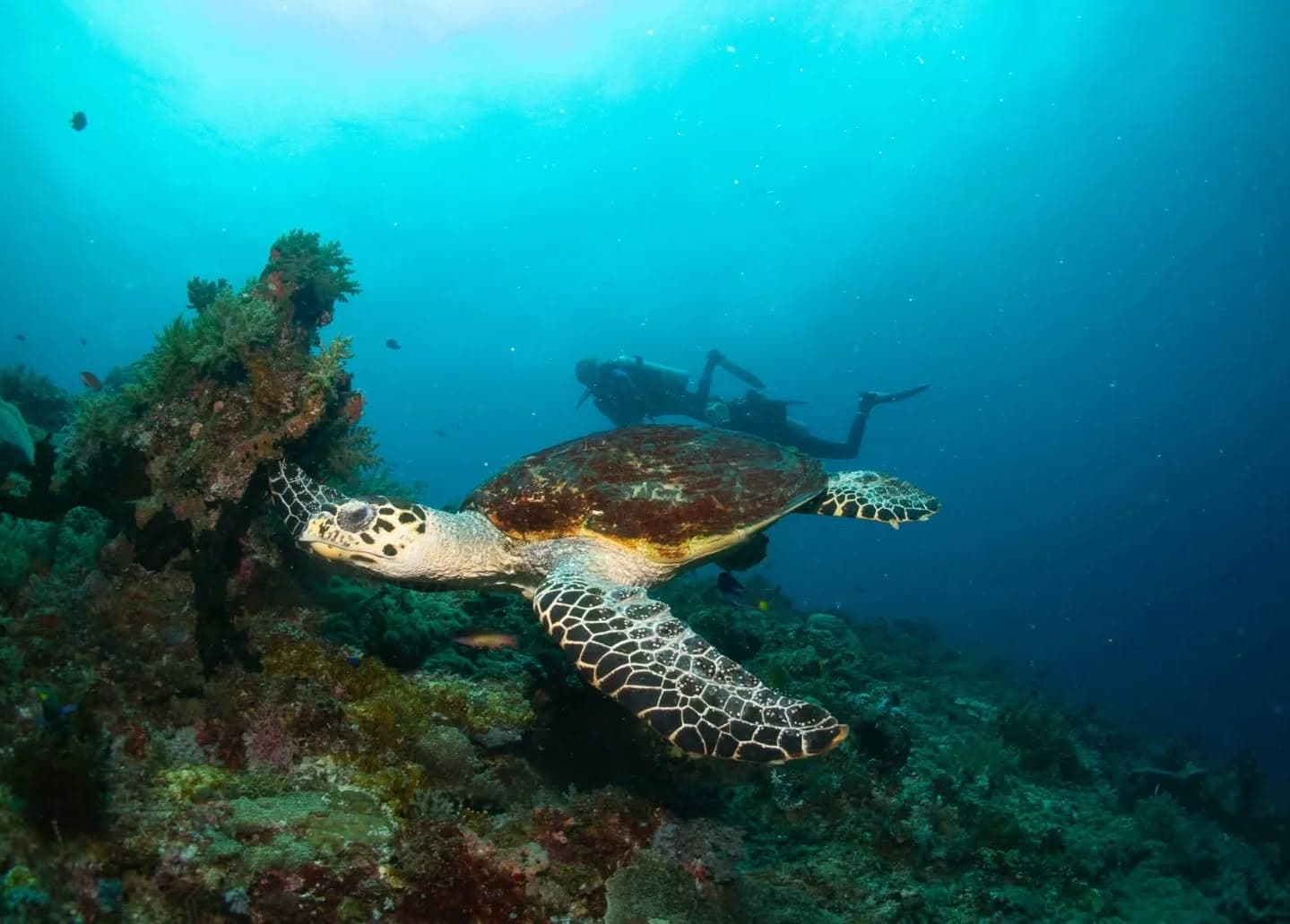 A hawksbill turtle and a diver on a Sogod Bay reef
