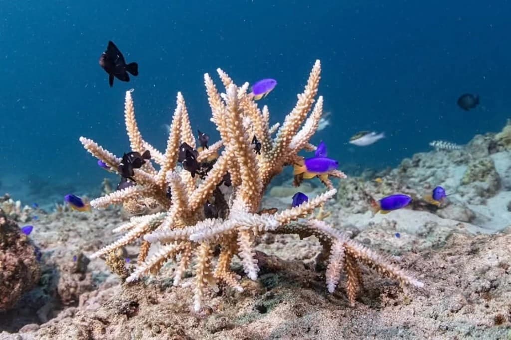 Healthy staghorn coral growing on the restored house reef