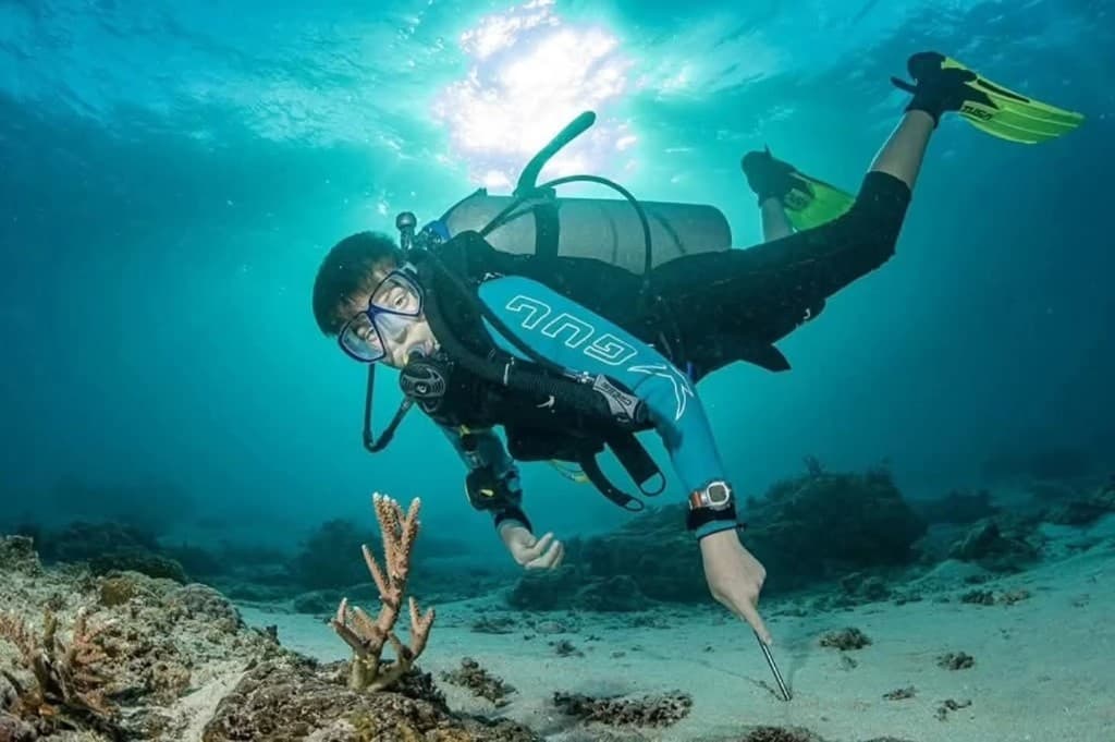 Diver planting a coral fragment on the sandy seabed