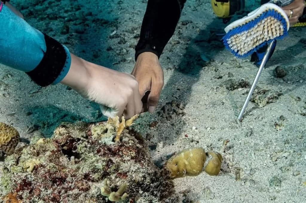 Volunteers securing a coral fragment onto the reef