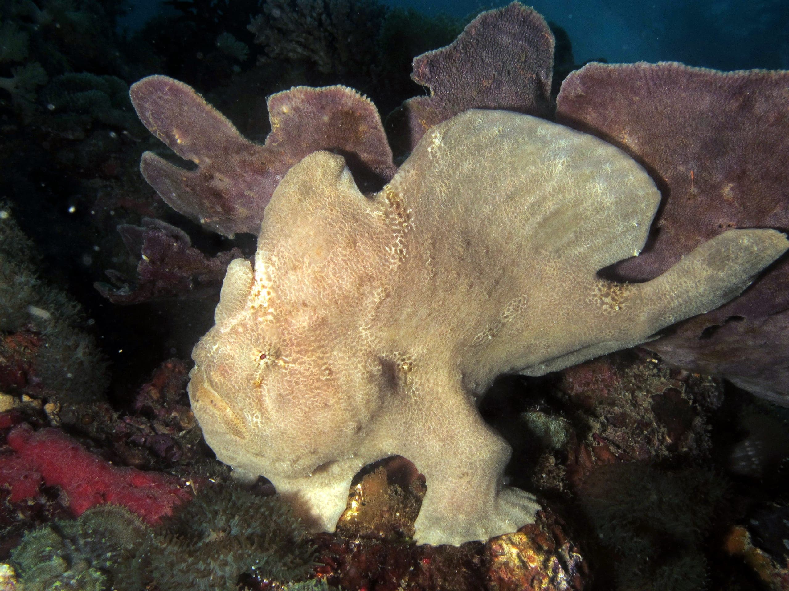 Colourful reef life