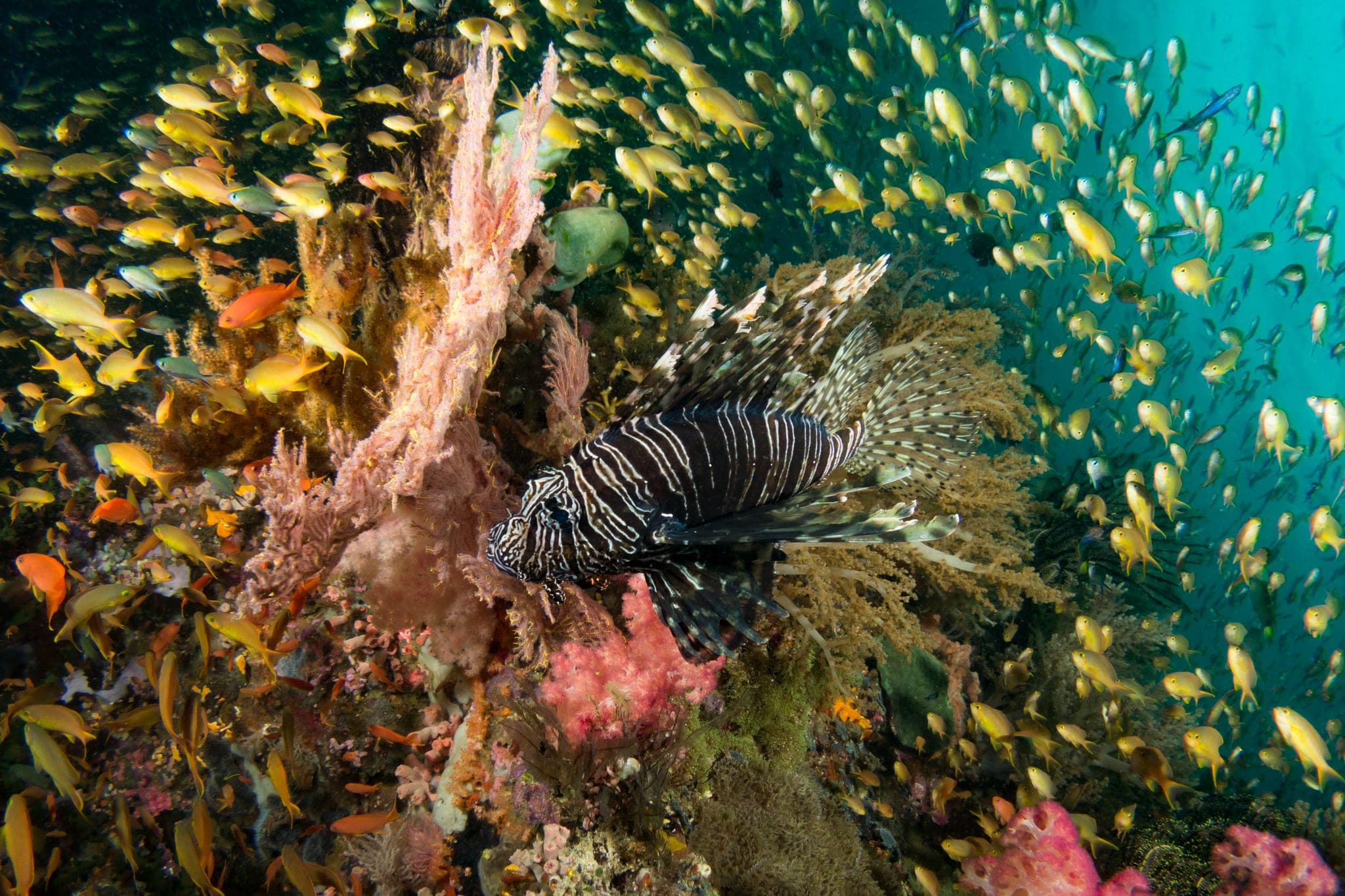 Vibrant soft coral