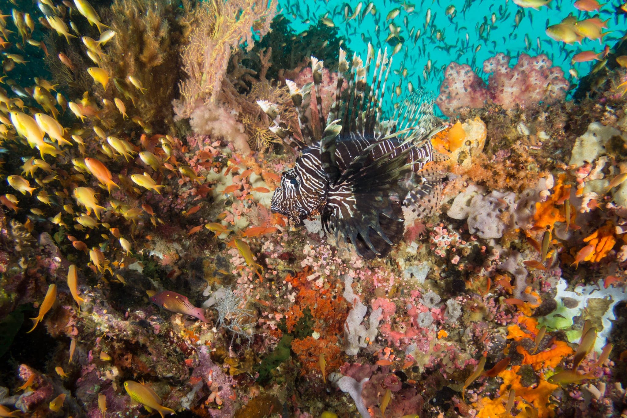 Reef fish among coral