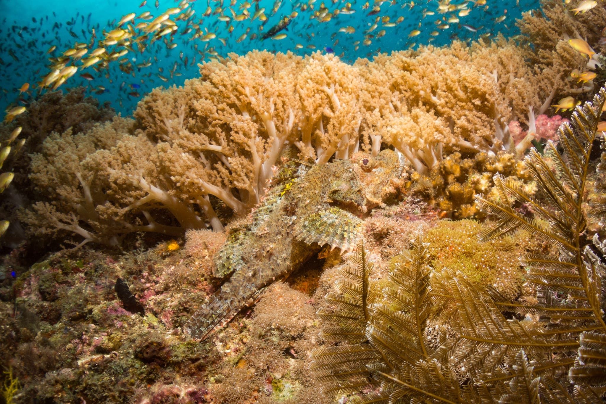Soft coral at Tangkaan
