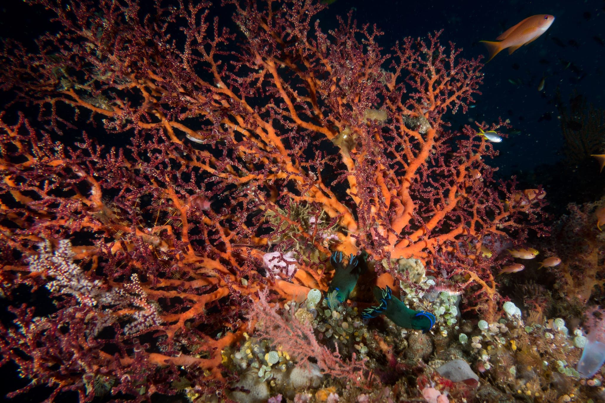 Reef panorama