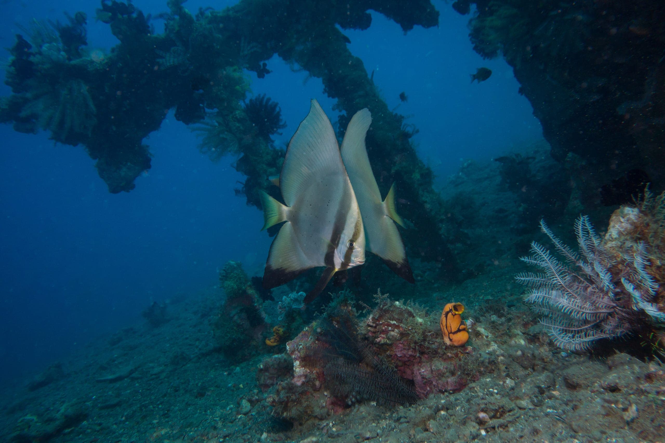 Classic Sogod Bay dive