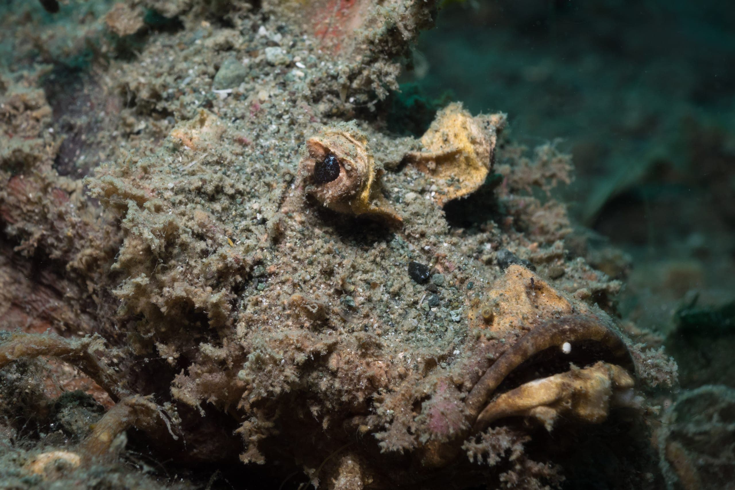 Reef detail in the shallows