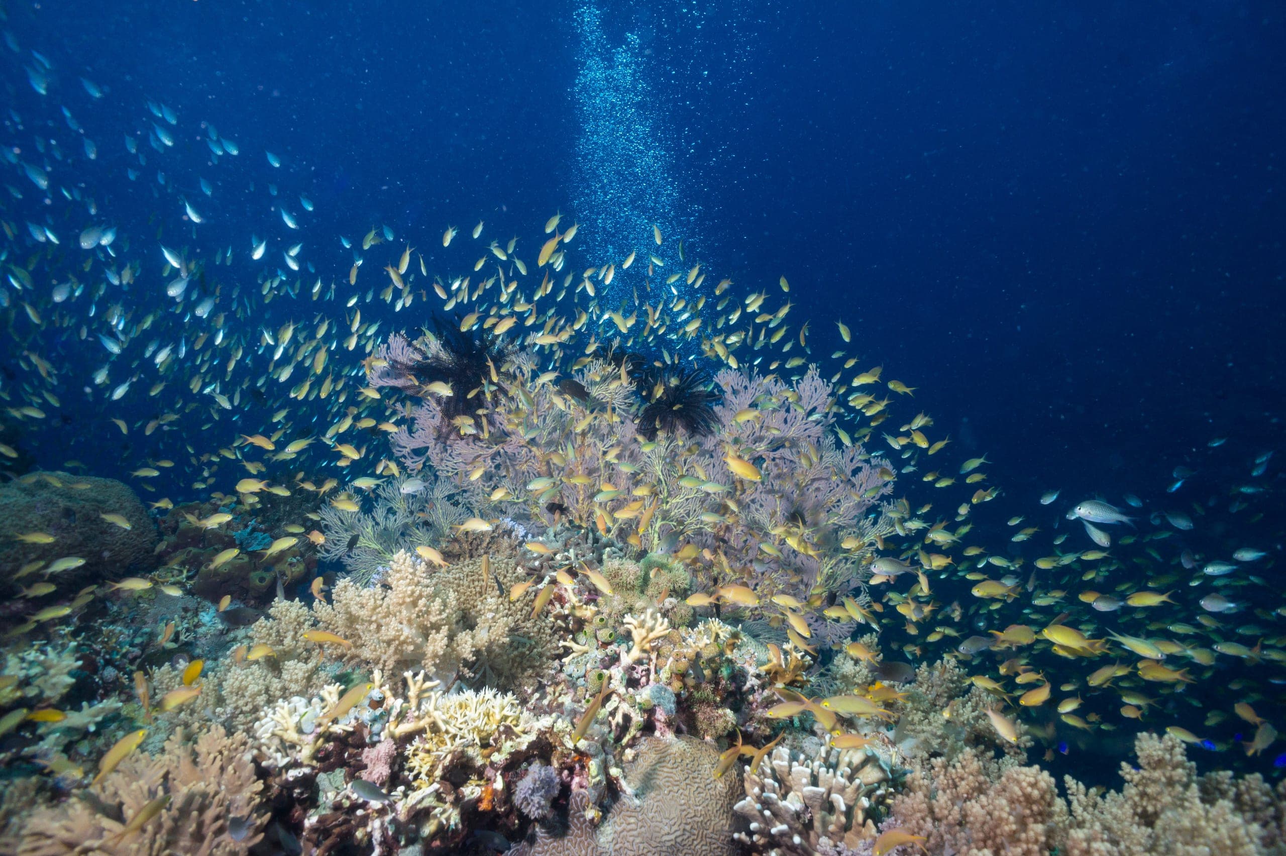 Coral formations on the wall